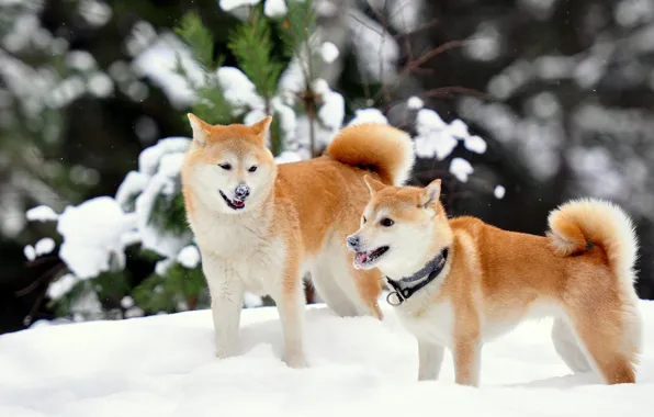 Picture winter, snow, Shiba inu