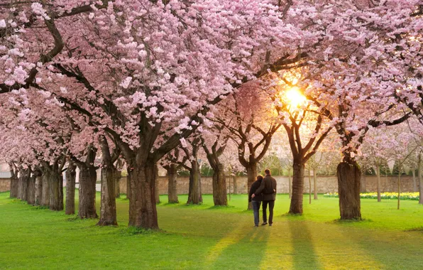 Picture mood, spring, petals, Sakura, pair, love, pink, alley, Sakura, flowering, spring, Prunus serrulata