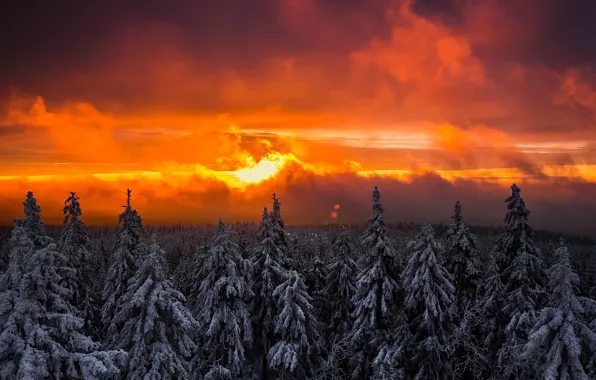 Picture winter, forest, the sky, the sun, light, snow, sunset