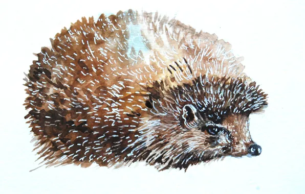 Picture barb, muzzle, watercolor, hedgehog