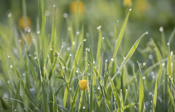 Picture grass, flowers, drops, dew