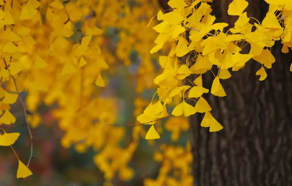 Picture autumn, leaves, nature, tree, foliage, yellow