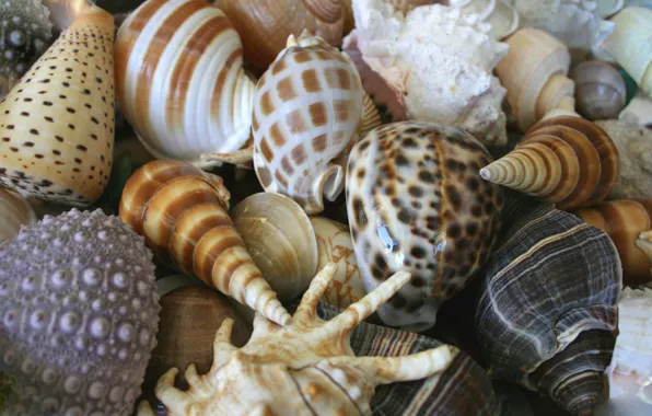 Picture sea, summer, shell, shell