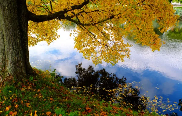 Picture green, river, nature, yellow, autumn