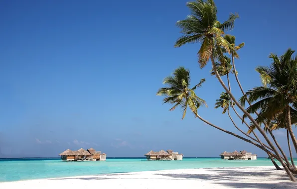 Picture beach, palm trees, the ocean, exotic, Bungalow, ocean, white sand, resort, crystal clear