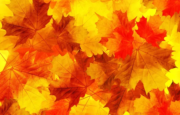 Picture autumn, leaves, maple leaves, oak leaves