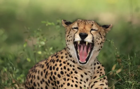 Picture kitty, vegetation, mouth, Cheetah