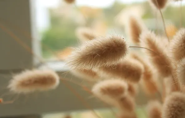 Picture spikelets, window, fluffy
