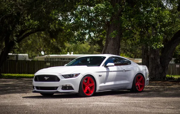 Picture Mustang, Ford, Incurve, LP-5