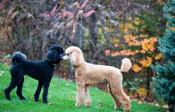 Picture standard, poodle, face-off