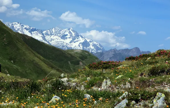 Picture flowers, mountains, Italy, Italy, mountain pass, Penser Joch, Spencer-Joch