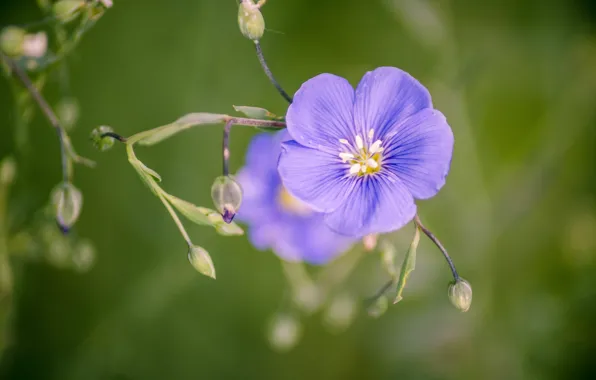 Picture flower, Purple, beautiful