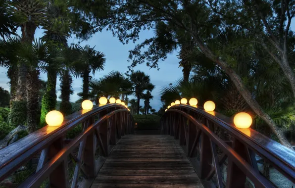 Picture bridge, palm trees, the evening, lights