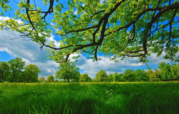 Picture summer, grass, trees, branches, meadow