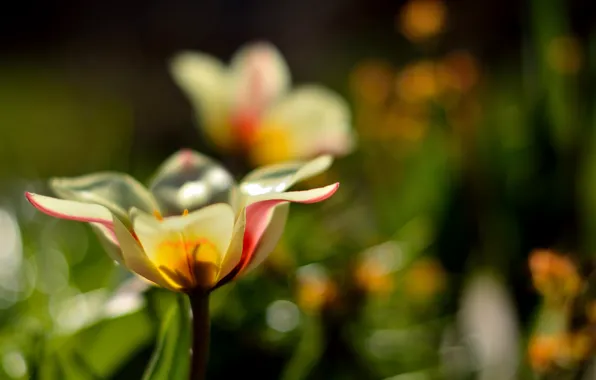 Picture flower, flowers, nature, background, Wallpaper, petals, blur, tulips