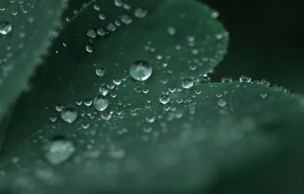 Picture water, drops, macro, sheet, green, Rosa