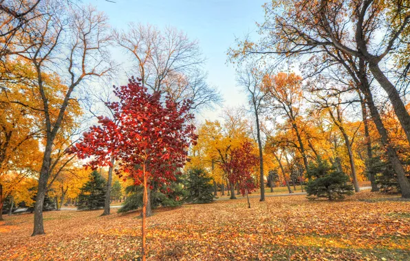 Picture autumn, the sky, grass, leaves, trees, Park, the crimson