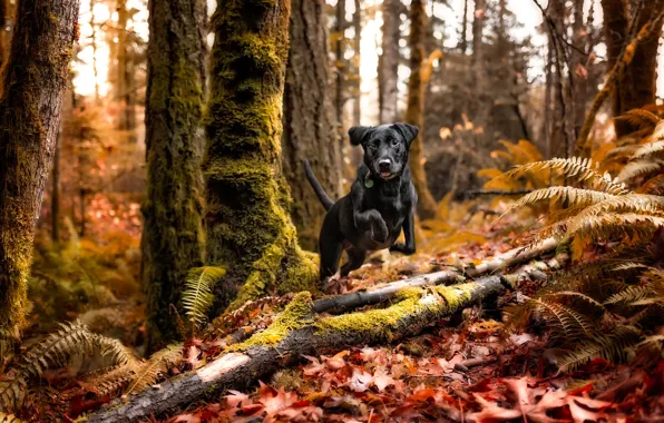 Picture autumn, forest, black dog