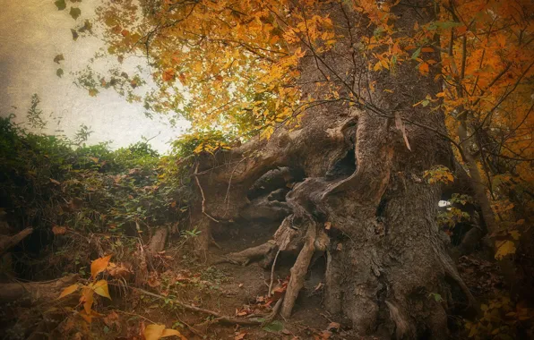 Picture autumn, nature, roots, tree