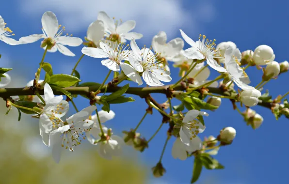 Picture macro, cherry, branch, spring, flowering, flowers