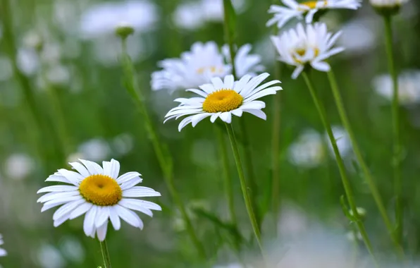 Picture field, grass, flowers, chamomile, meadow
