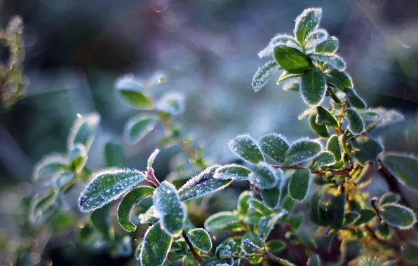 Picture cold, frost, the sun, light, plant, crystals, leaves