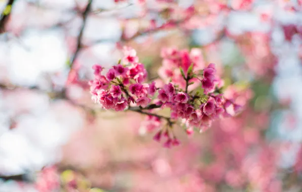 Picture flowers, branches, tree, spring, Sakura, pink, flowering, bokeh