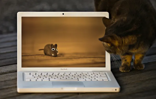 Picture cat, cat, toy, mouse, macbook