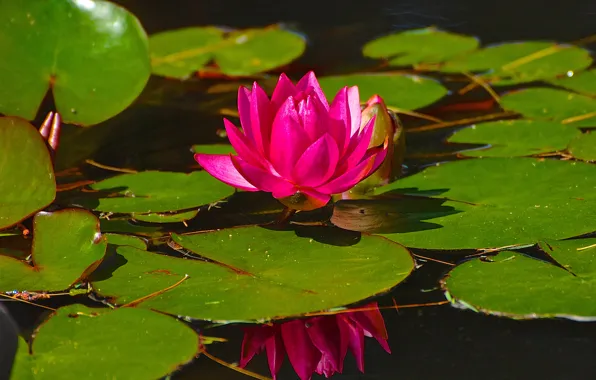 Picture flower, leaves, Lily, petals, pond