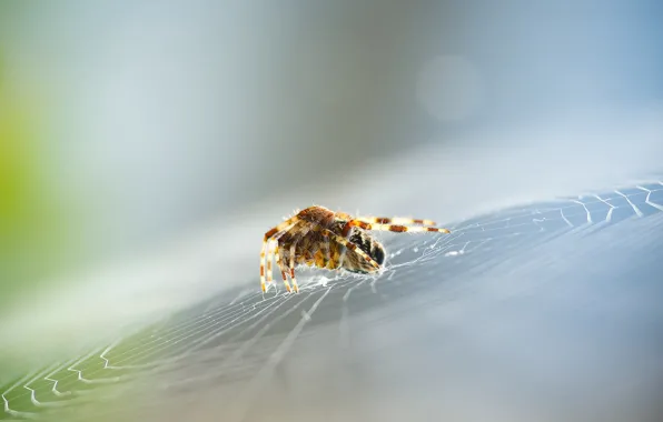 Picture web, spider, focus