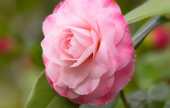 Picture macro, petals, Camellia