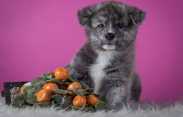 Picture grey, background, pink, dog, puppy, fur, fruit, sitting, friendly, Akita inu, Akita, dummy