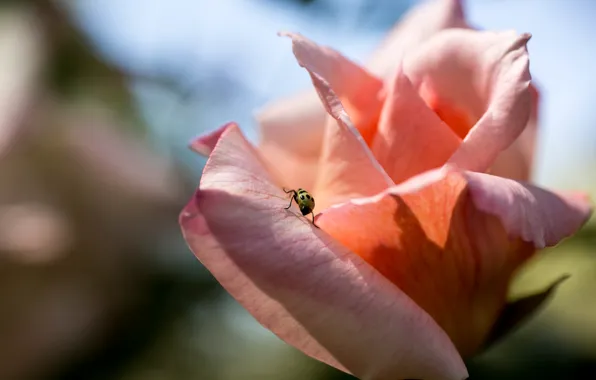 Picture flower, rose, beetle, petals