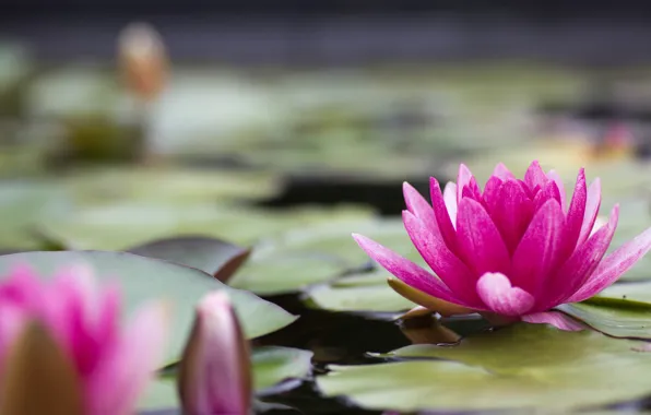 Picture flower, leaves, water, nature, lake, pond, pink, petals, Lily, water Lily