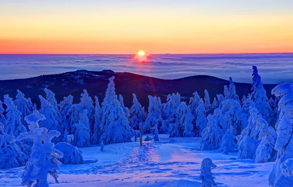 Picture winter, forest, the sun, snow, sunrise, dawn, Germany, top, Saxony-Anhalt, geroeva, the Brocken mountain