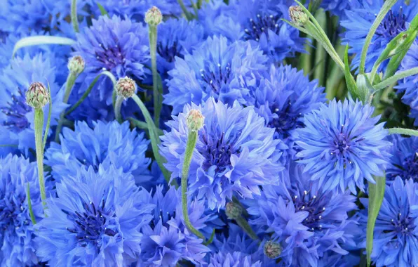 Picture flowers, blue, cornflowers, bluet, cornflower, centaurea