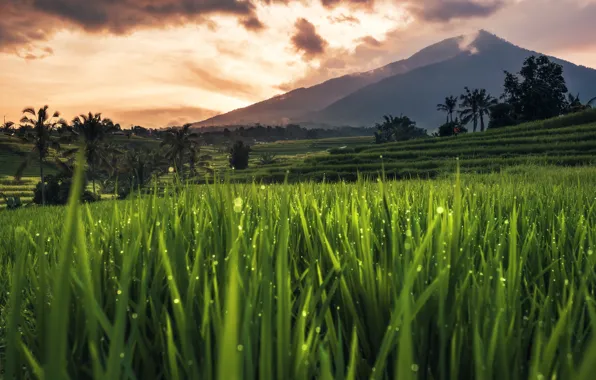 Picture Bali, Indonesia, rice field