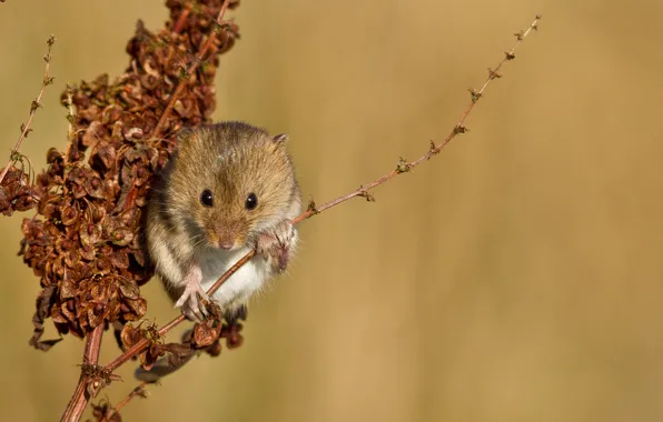 Picture plant, branch, mouse, red, vole
