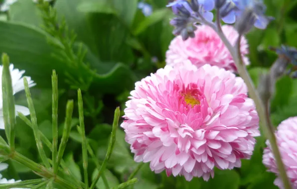 Picture Macro, Flowers, Pink, Belarus