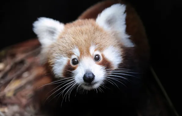 Picture firefox, red Panda, Ailurus fulgens