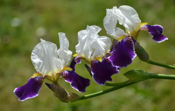Picture macro, trio, irises