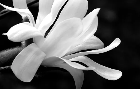Picture flower, bokeh, black and white, petals, Magnolia, b/w