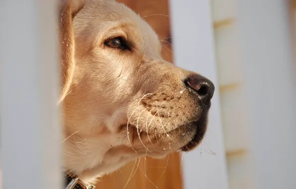 Picture macro, nose, dog, profile, look into the distance