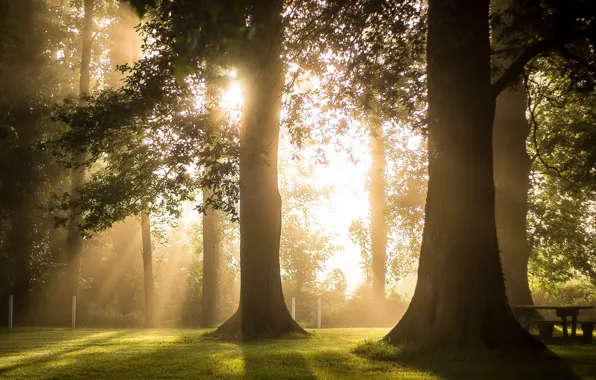 Picture light, trees, morning