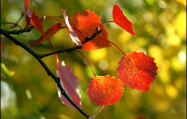 Picture autumn, leaves, macro, tree