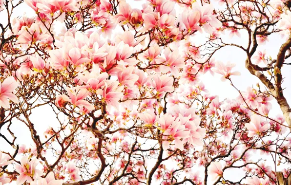 Picture trees, flowers, spring, Magnolia