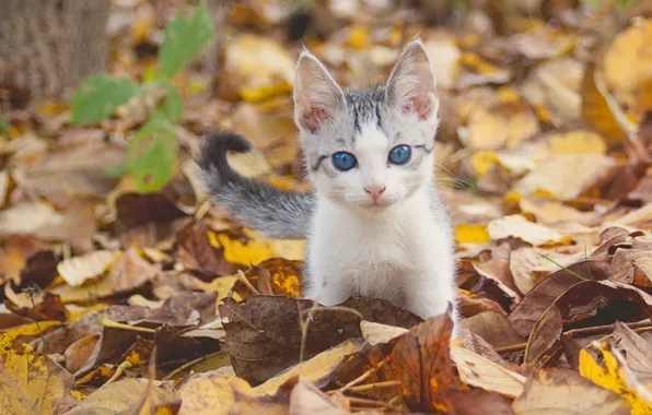 Picture autumn, look, leaves, baby, kitty, blue eyes