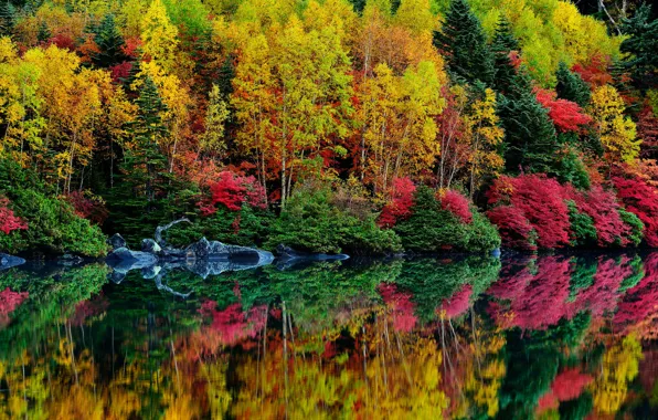 Picture autumn, forest, leaves, trees, river, the bushes, the crimson