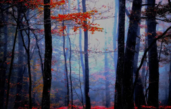 Picture autumn, forest, Blue atmosphere