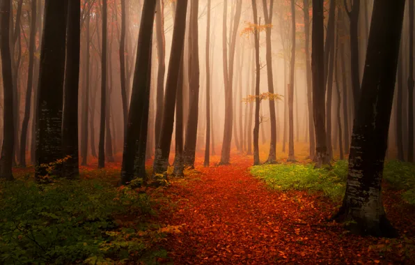 Picture autumn, forest, leaves, trees, nature, fog, path, Landscapes